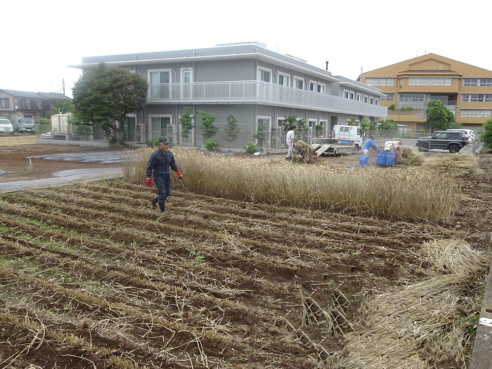 サテライト畑 麦の収穫