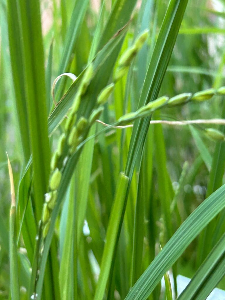 園芸療法 稲