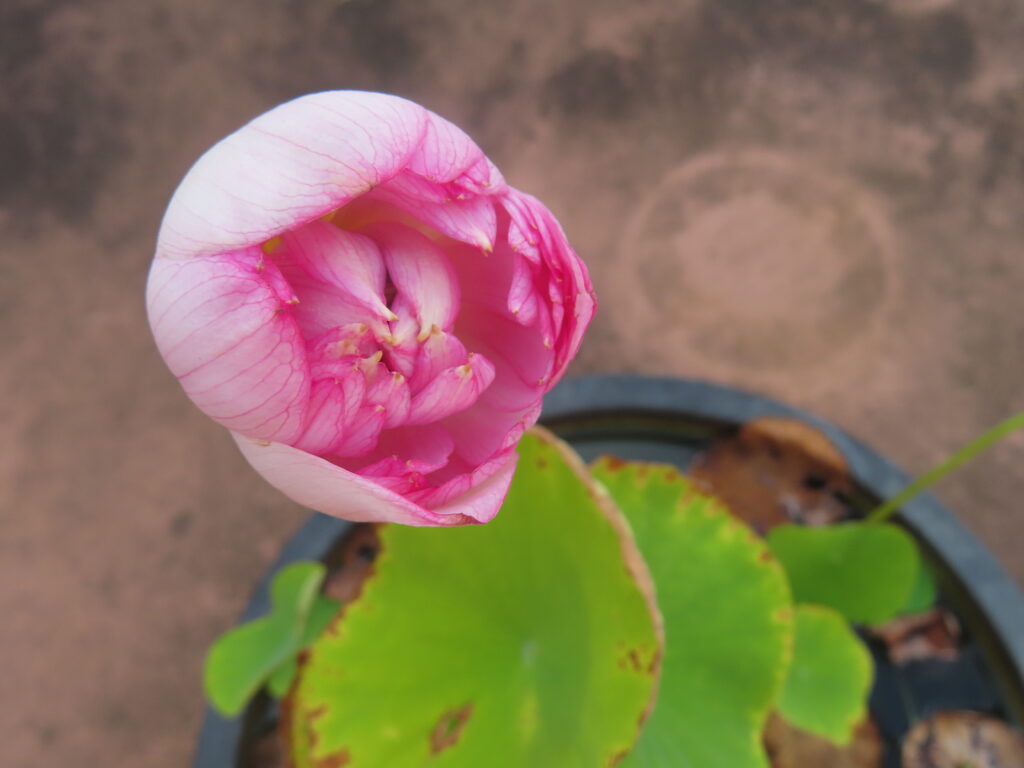 いやしの介護 蓮の花　朝顔　ひまわり