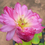 いやしの介護 蓮の花　朝顔　ひまわり