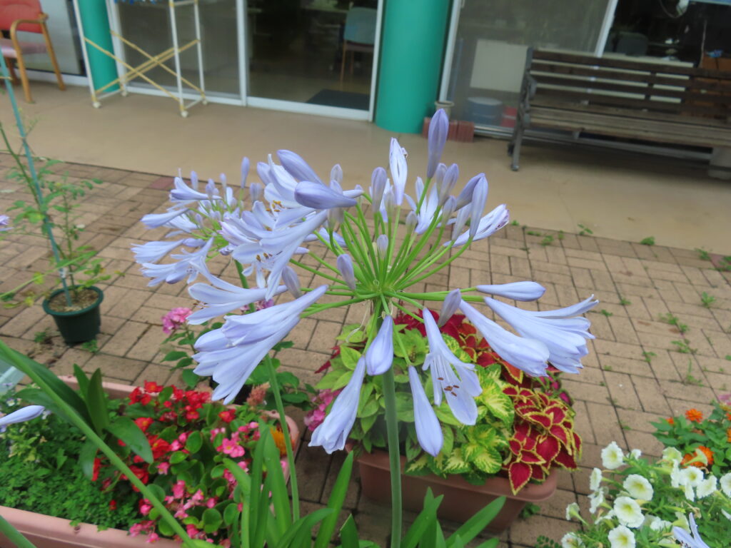 いやしの介護 蓮の花　朝顔　ひまわり