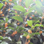 いやしの介護　金木犀の花　1F特養・ショートステイ
