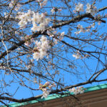 マザーアース南庭の桜