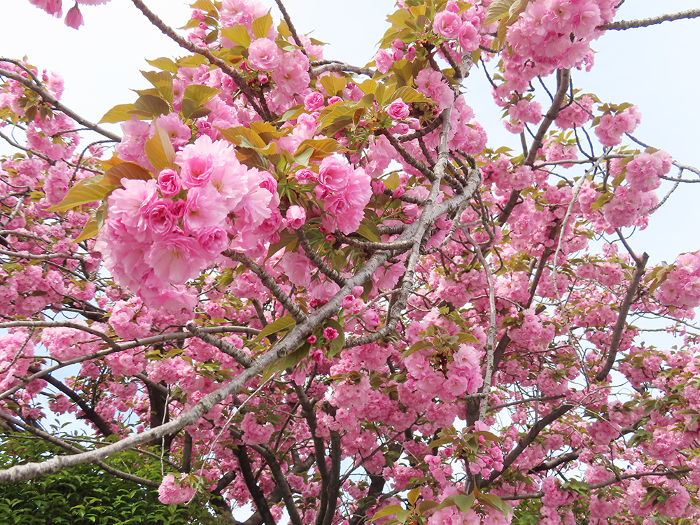 八重桜とハナミズキ