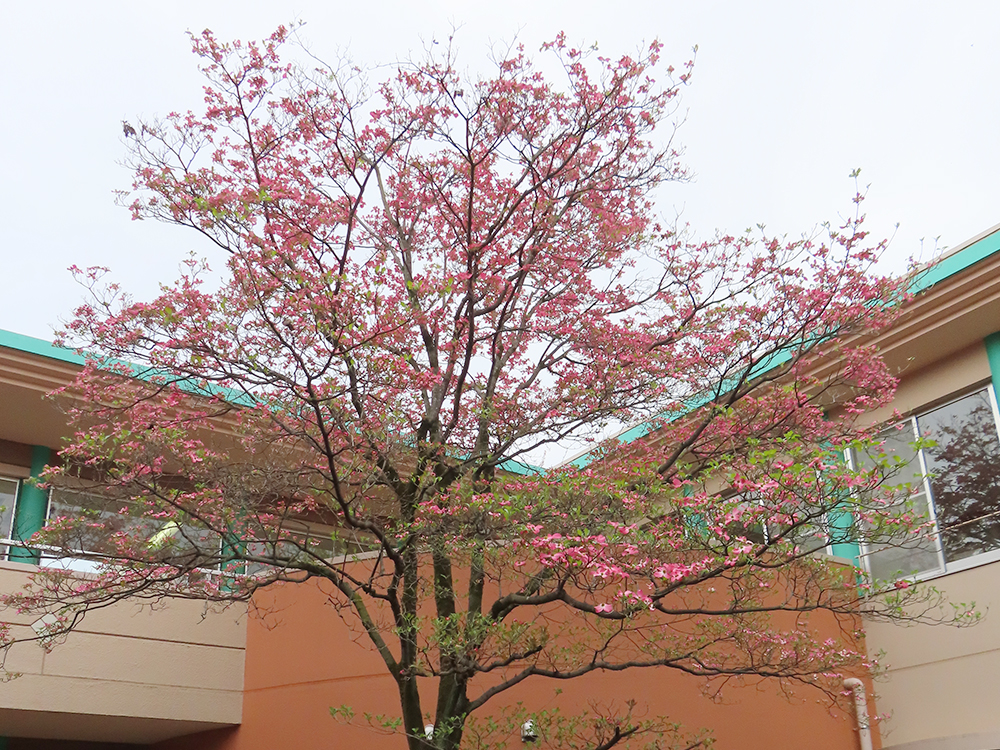 デイサービス 中庭でお茶会