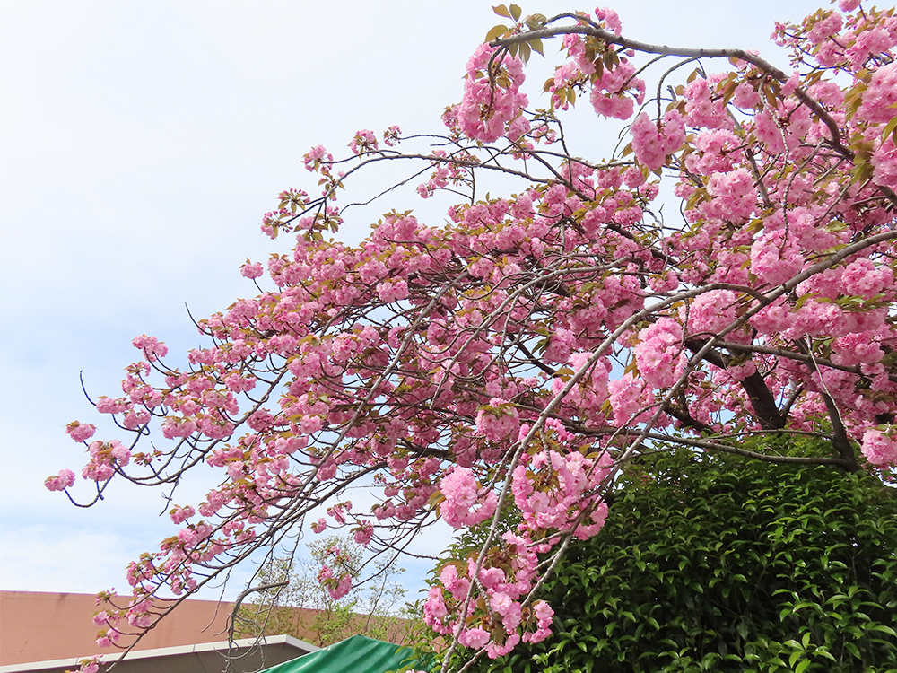 八重桜とハナミズキ