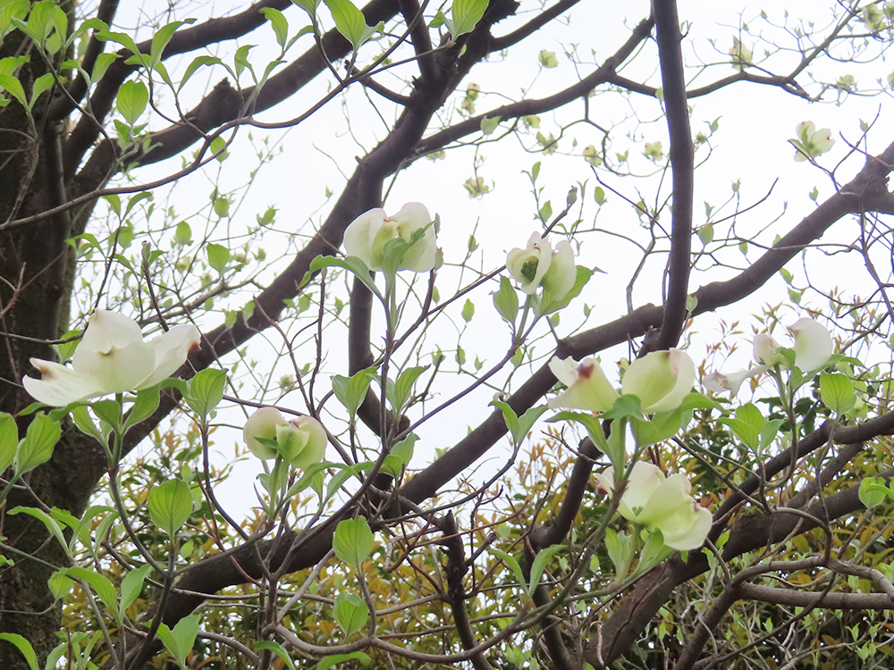 八重桜とハナミズキ