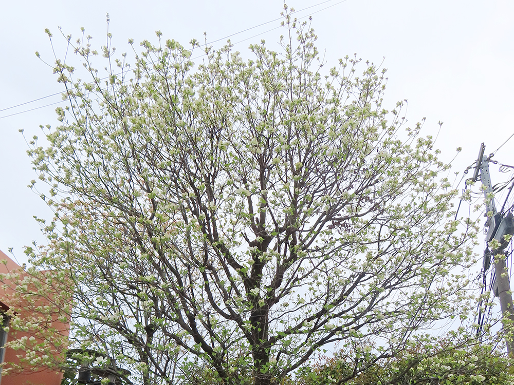 八重桜とハナミズキ