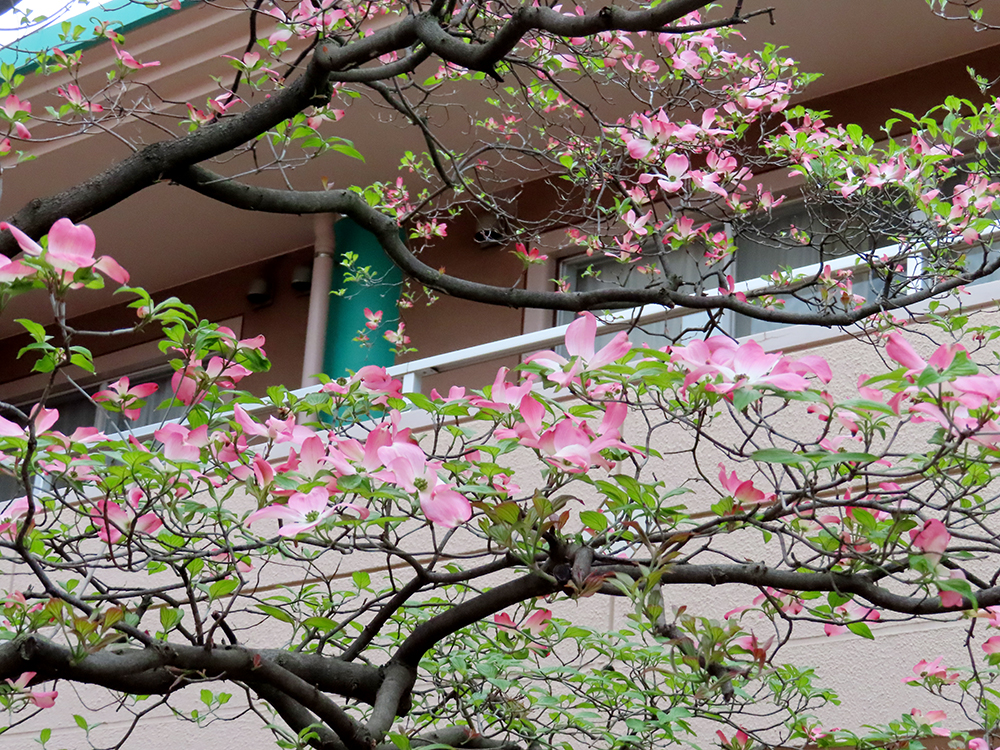 八重桜とハナミズキ