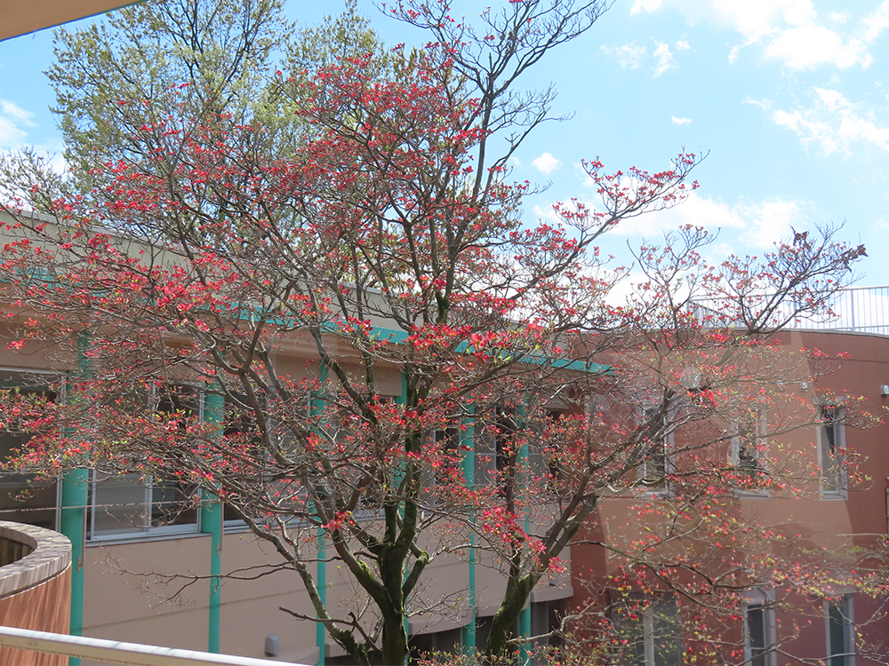 八重桜とハナミズキ