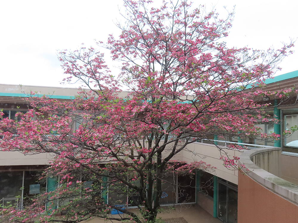 八重桜とハナミズキ