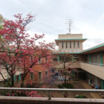 八重桜とハナミズキ