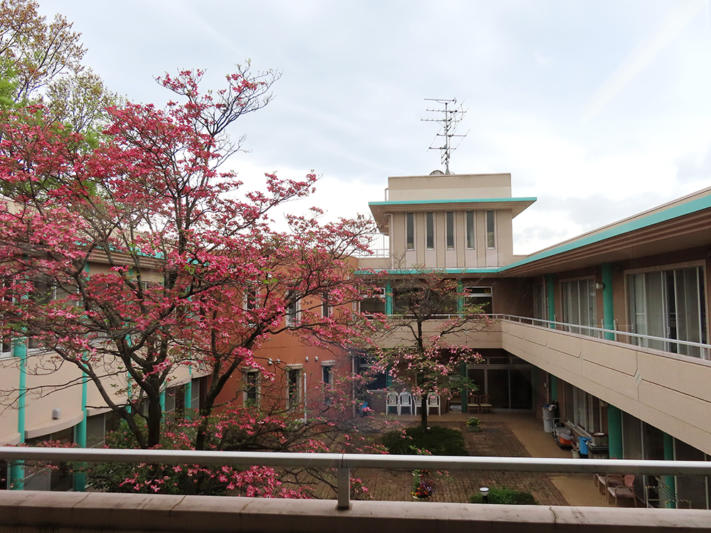 八重桜とハナミズキ