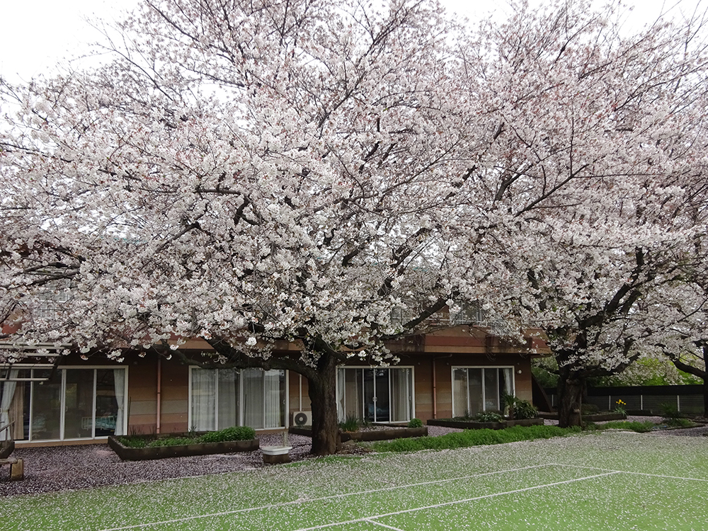 1F特養・ショートステイ 南庭 花見