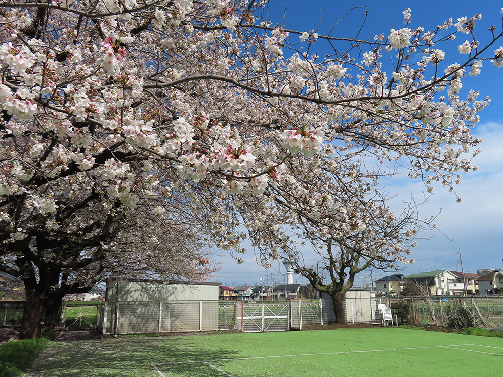 移動カフェ(特養・ショートステイ)