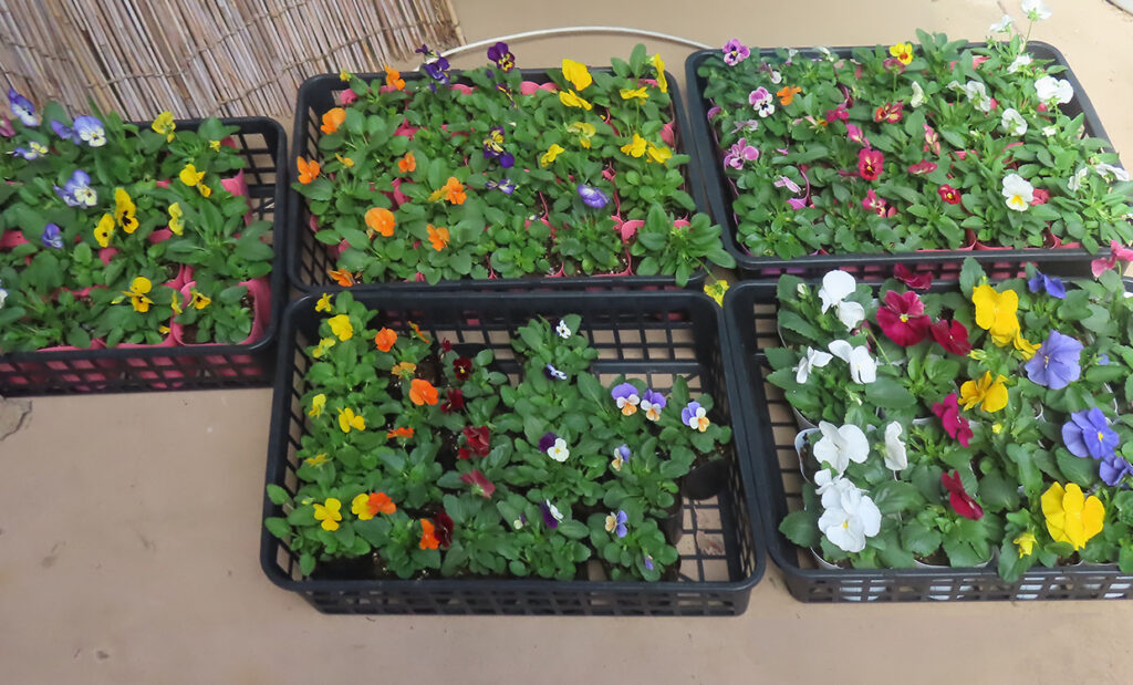 いやしの介護　寄せ植え